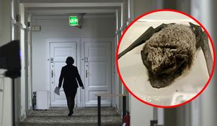 Warszawa. Nietoperz w sejmowym hotelu. "Batman odwiedził posłów"