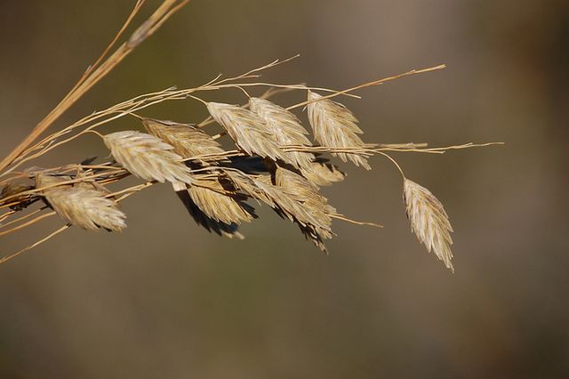 Owies zapobiega biegunce