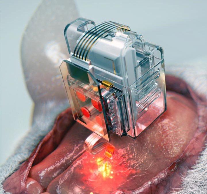 Implant umieszczony w mózgu myszy laboratoryjnej