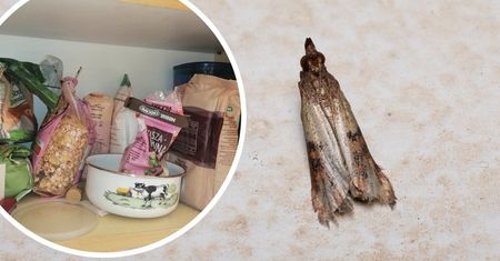 Zimą sprawdził się u mnie ten sposób na mole. Pozbyłam się ich raz na zawsze!