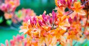 Jeden z najpiękniejszych rododendronów w polskich ogrodach