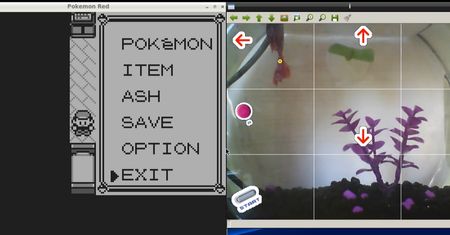 Ryba gra w Pokémony. Ogląda to 13 tysięcy osób