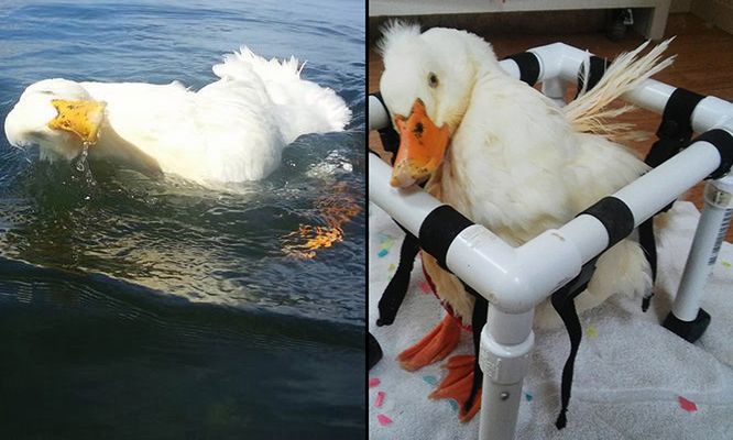 Chora kaczka wygląda jak pijana. Ale na życie nie narzeka