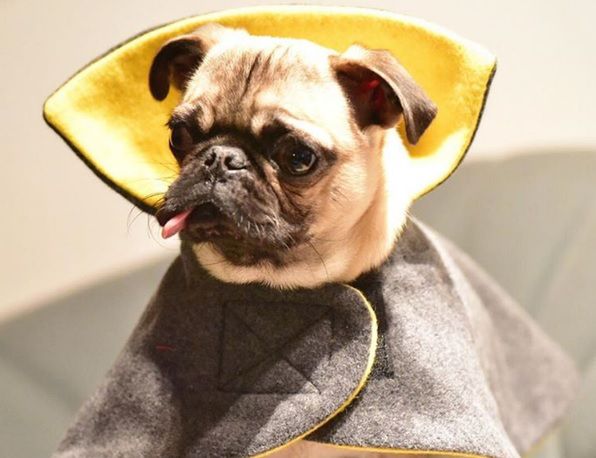 Ten pies ma jeden defekt. Ale i tak jest gwiazdą