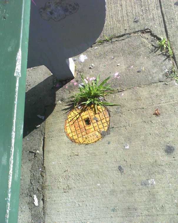 Ananas