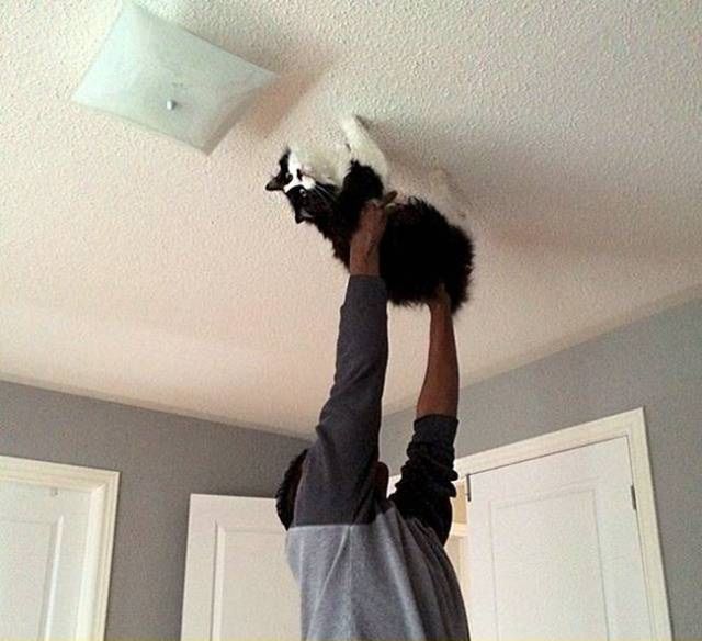 Spider-cat