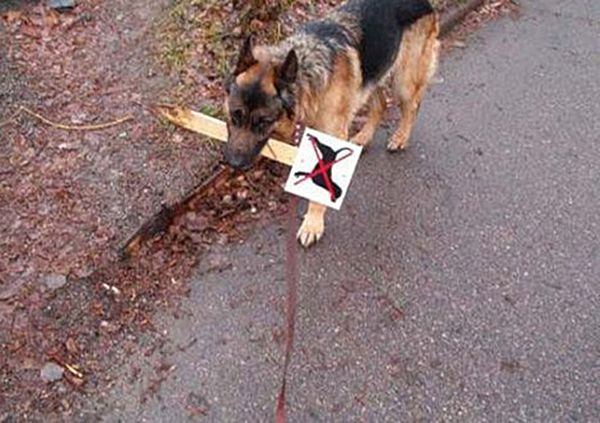 Te zdjęcia sprawią, że jeszcze bardziej pokochacie zwierzęta