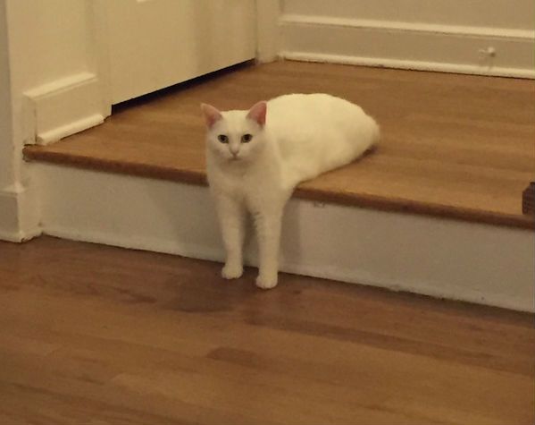 Niewinny kotek padł "ofiarą" kreatywnych internautów