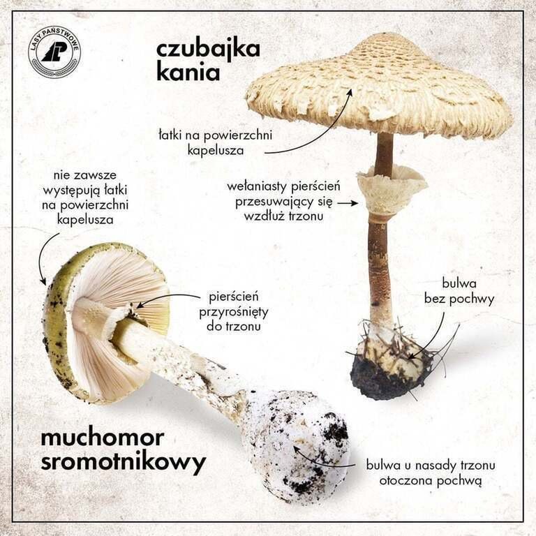 Jak odróżnić kanię od muchomora/ Pyszności