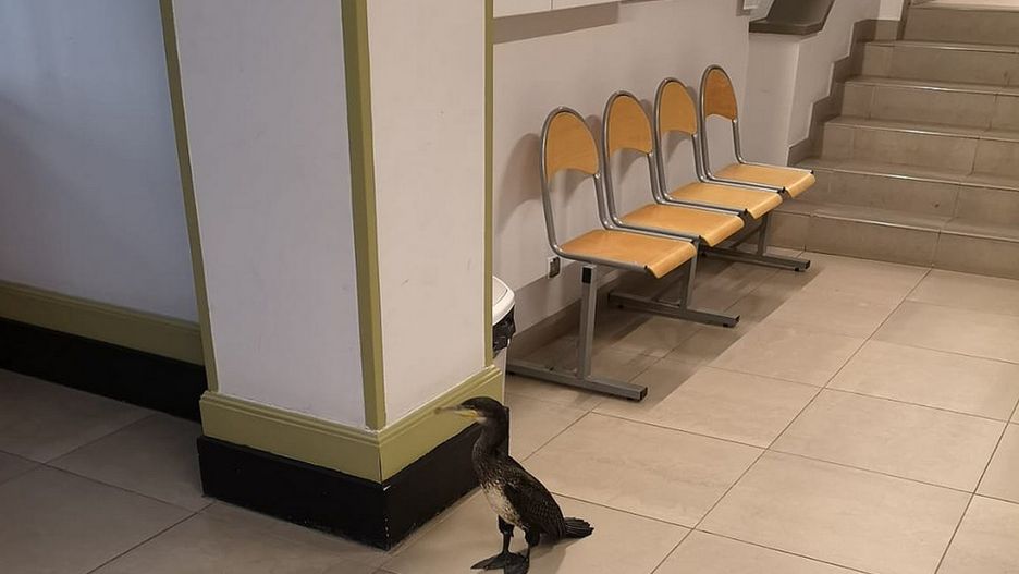 Kormoran wszedł do rejestracji dla pacjentów