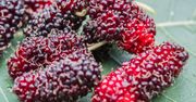 Morwa – zapomniany specjał. Naturalne lekarstwo