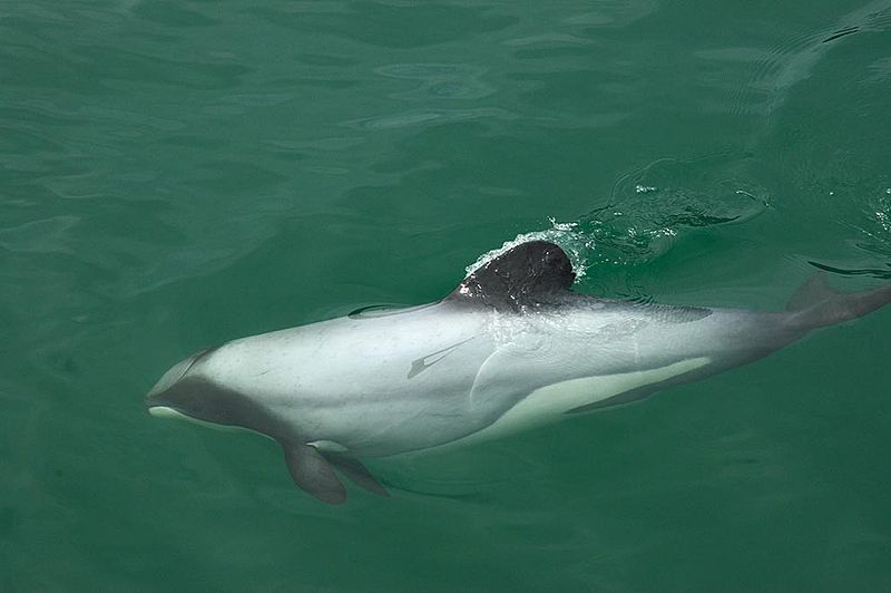 Nowa Zelandia - delfinom Maui grozi wyginięcie