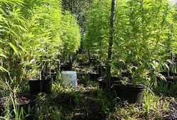 Hodowali konopie indyjskie w rezerwacie przyrody