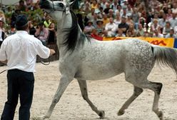 Polska klacz za 190 tys. euro