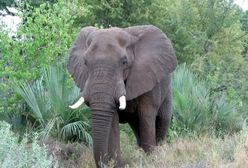 Słonie zaatakowały wioskę - zginęło pięć osób