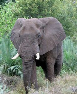 Słonie zaatakowały wioskę - zginęło pięć osób