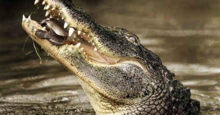 ZOO sprzedaje krokodyle na mięso