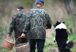 Nowe doniesienia o "mafiach grzybiarzy". Rumuni nie przerywają najazdu na polskie lasy