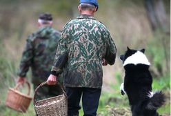Nowe doniesienia o "mafiach grzybiarzy". Rumuni nie przerywają najazdu na polskie lasy