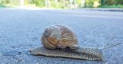 Twój smartfon wydaje się działać za wolno? Jest na to kilka sposobów