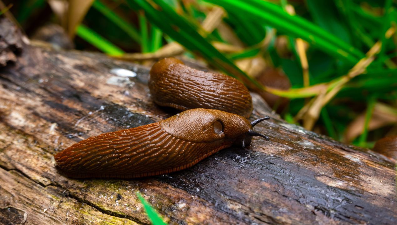 Trik na ślimaki, po którym znikną bezpowrotnie z ogrodu