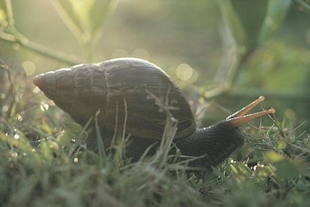 Plaga żarłocznych ślimaków w Wadowicach