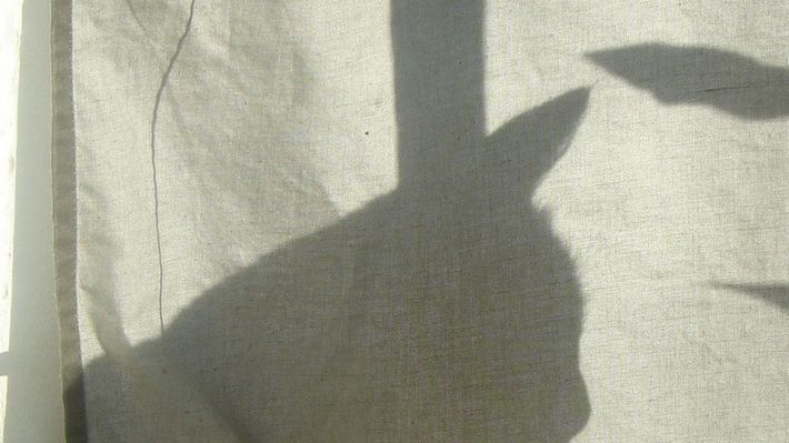 Do banku w Zakopanem włamał się... kot 