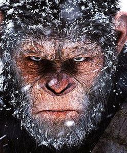 "Wojna o planetę małp":  wzorowa edycja filmu Matta Reevesa [RECENZJA BLU-RAY]