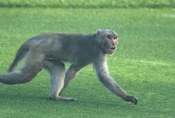 Małpy ukamienowały w Indiach człowieka