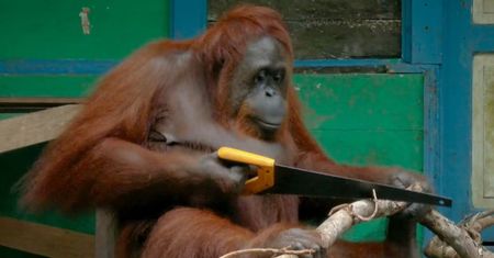 Niesamowite nagranie. Orangutan używa piły jak człowiek