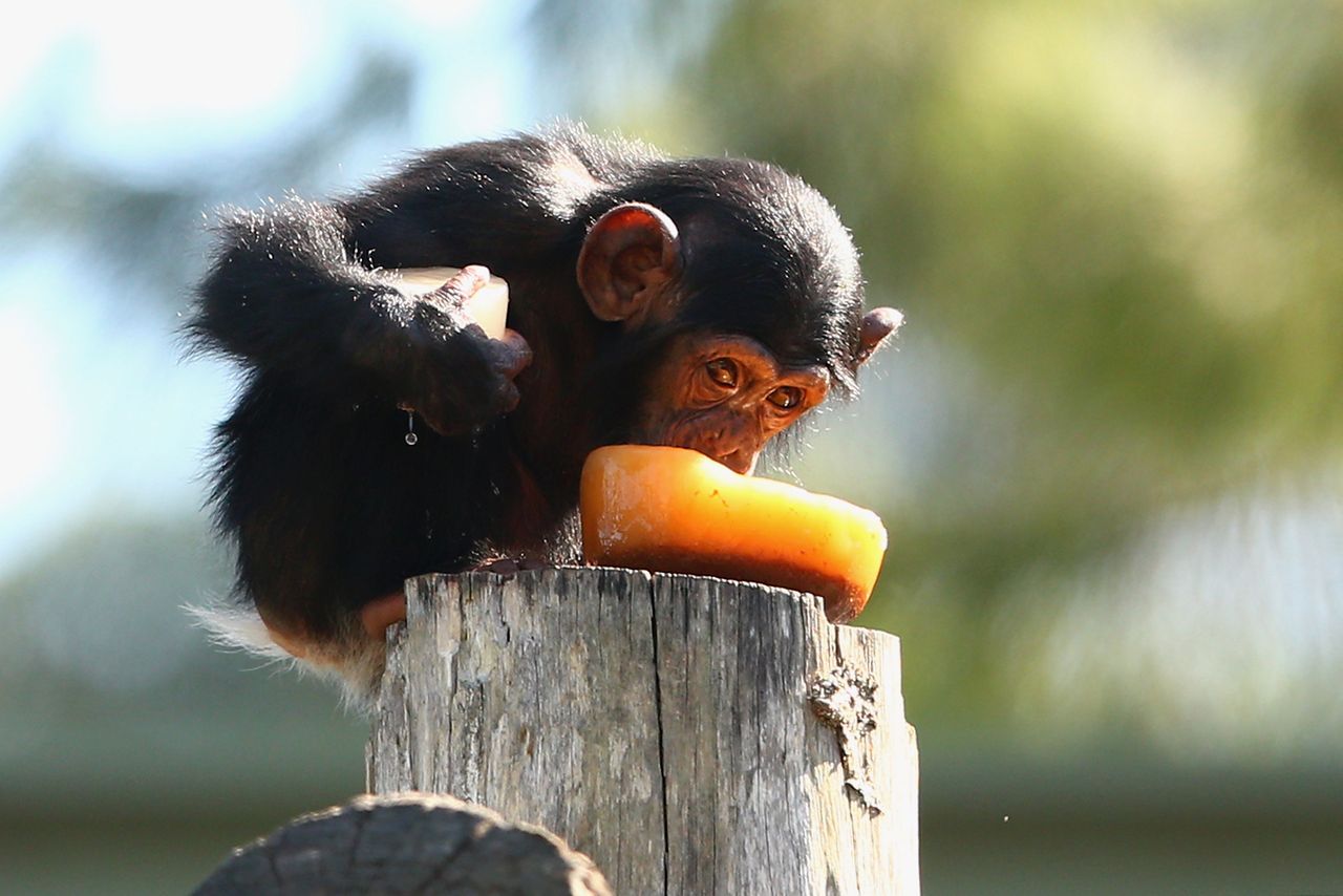 Gorąco? A może loda?