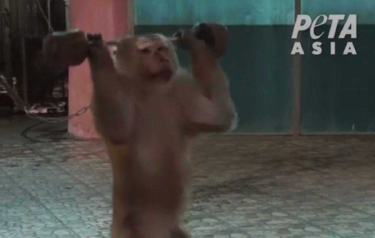 Szokujące nagrania z zoo. Małpa zmuszona do podnoszenia ciężarów
