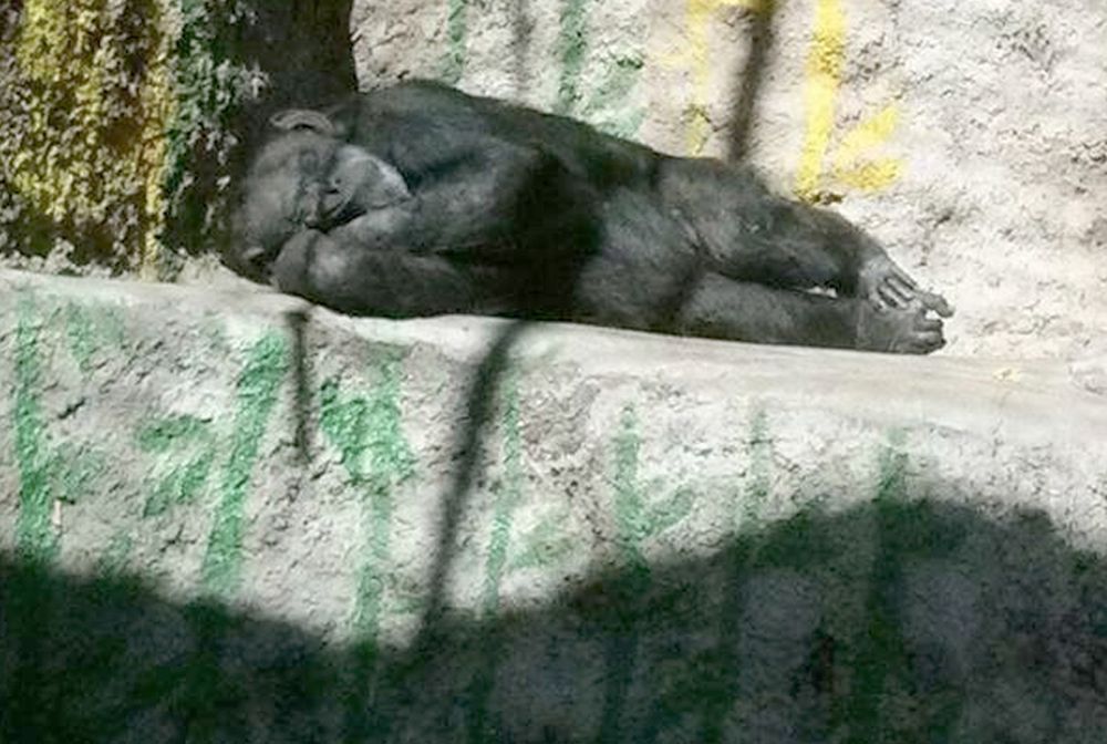 Przełomowy wyrok. Zoo łamało prawa małpy i musi ją wypuścić