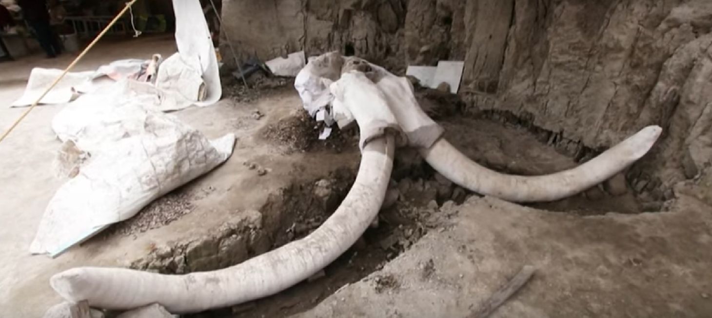 W Meksyku odnaleziono szczątki mamutów 