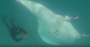 Cierpiąca manta prosi nurka o pomoc. Niesamowite nagranie z głębi oceanu