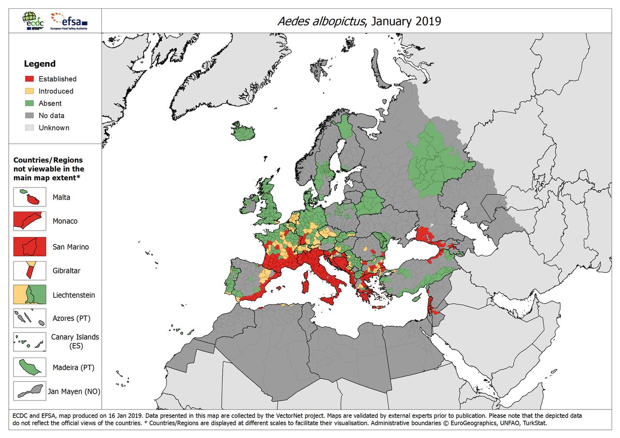 Komar tygrysi w Europie. Uważaj, gdzie jedziesz na wczasy