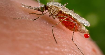 Malaria odporna na leczenie. Naukowcy ostrzegają: "może być globalnym zagrożeniem"