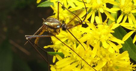 Australia: komar - gigant może zwiastować epidemię. Eksperci ostrzegają przed nieuleczalną chorobą