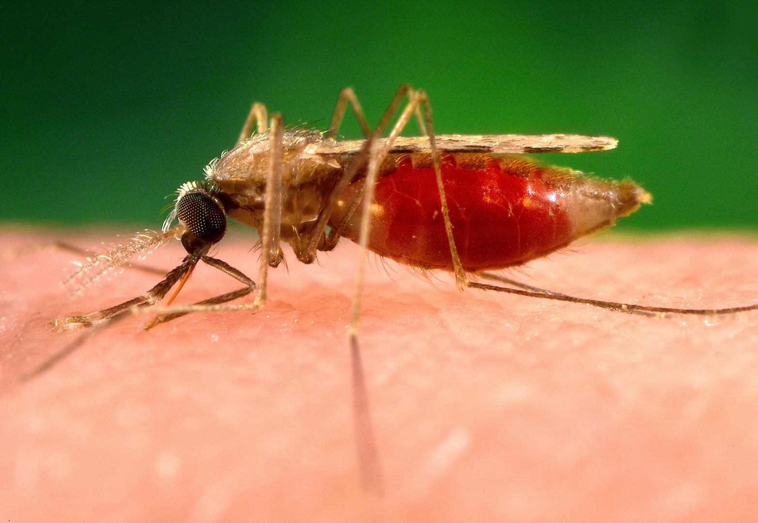 Atakuje zmutowana malaria. Jest odporna na leki