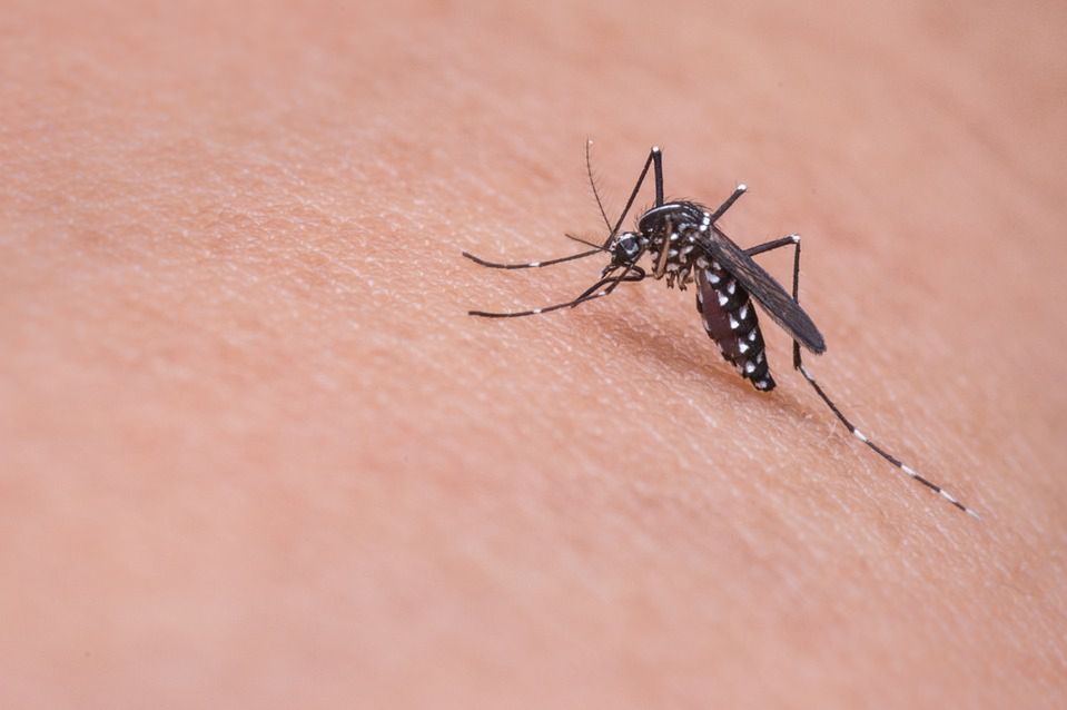 Genetycznie zmodyfikowane komary wymknęły się spod kontroli