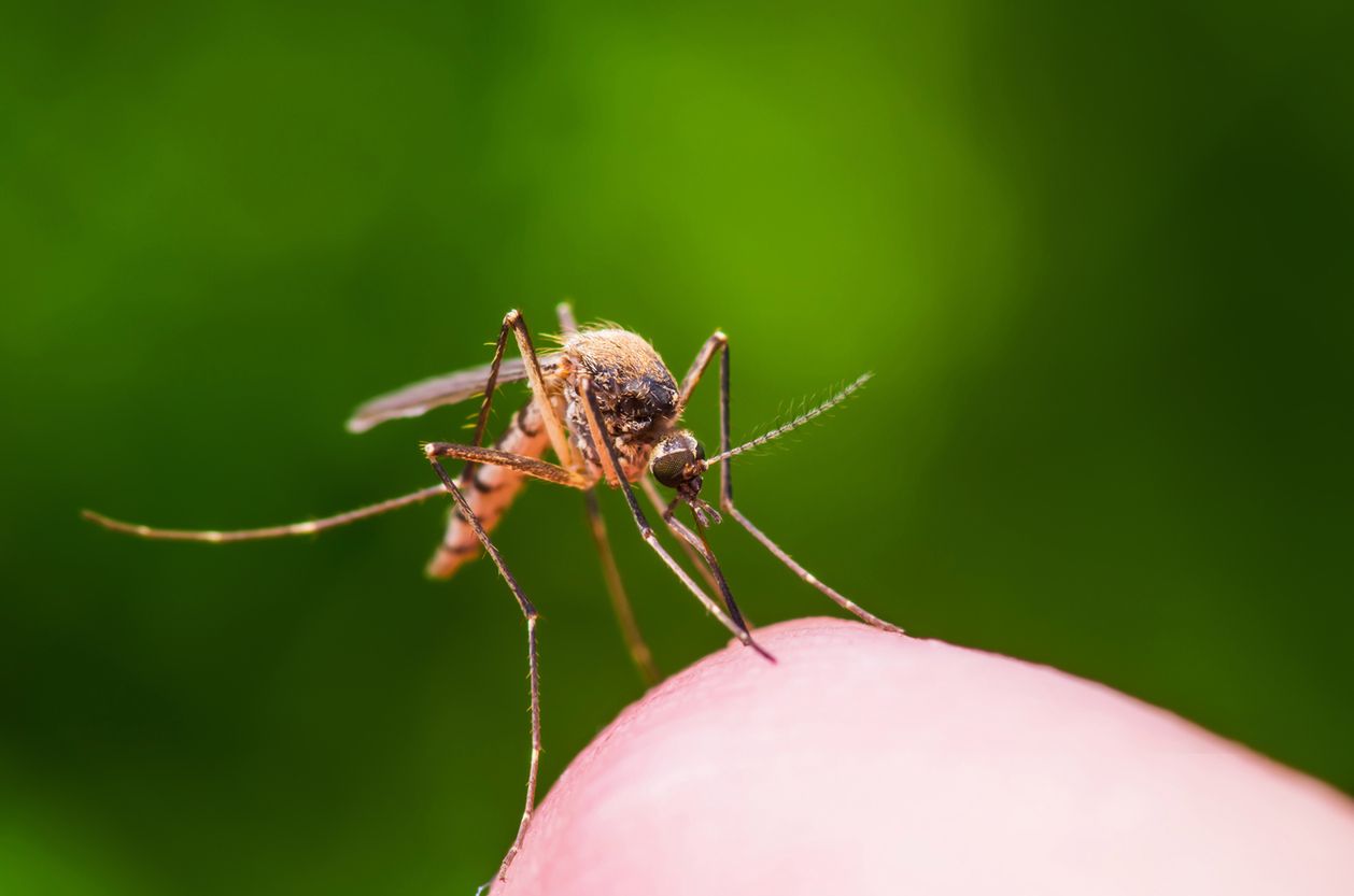 Badania pokazują: Chcesz odstraszyć komary? Włącz muzykę tego wykonawcy