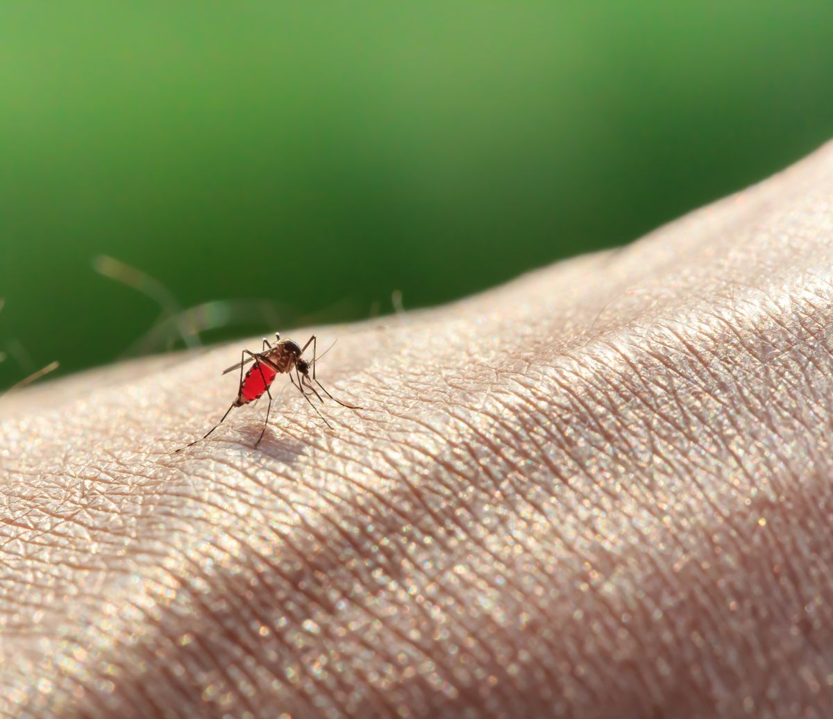 Skąd się wzięła plaga komarów? Nie mamy dobrych wiadomości - będzie jeszcze gorzej