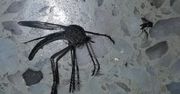 Przerażający komar gigant znaleziony w Argentynie