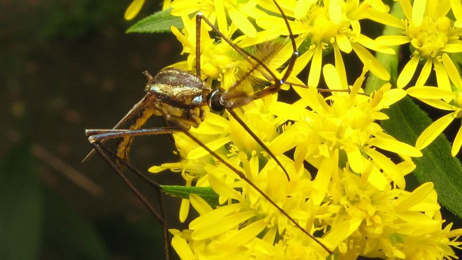 Komar - gigant (Toxorhynchites)