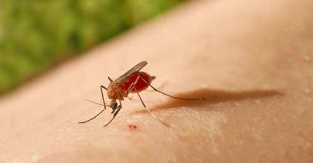 Dodaj do wody i posmaruj ślad po ukąszeniu komara. Uciążliwe swędzenie zniknie