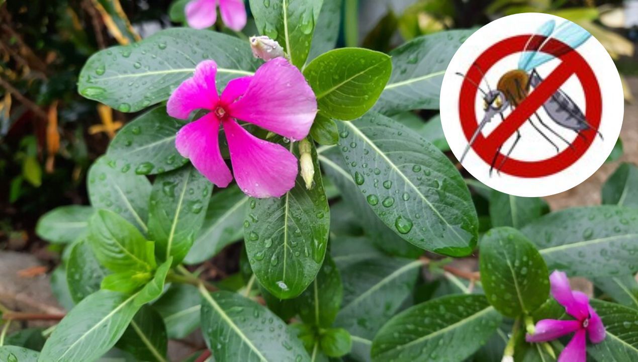 6 roślin, które mają moc odstraszania komarów z domu. Owady nie cierpią ich zapachu