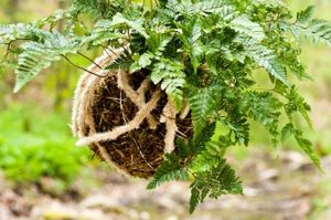 Kokedama – japoński pomysł na rośliny w domu