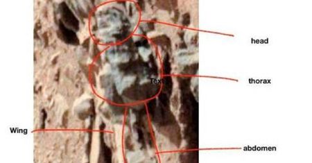 Mars jest pełen owadów - twierdzi profesor z Ohio University. NASA zabrała głos