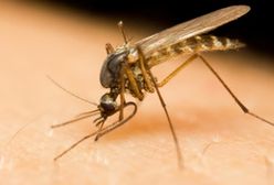 8 sposobów na to, jak pozbyć się komarów