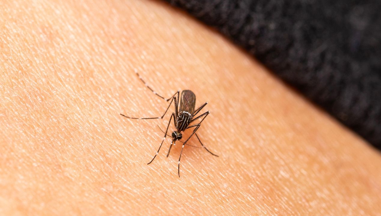 jak odstraszyć komary fot. getty images